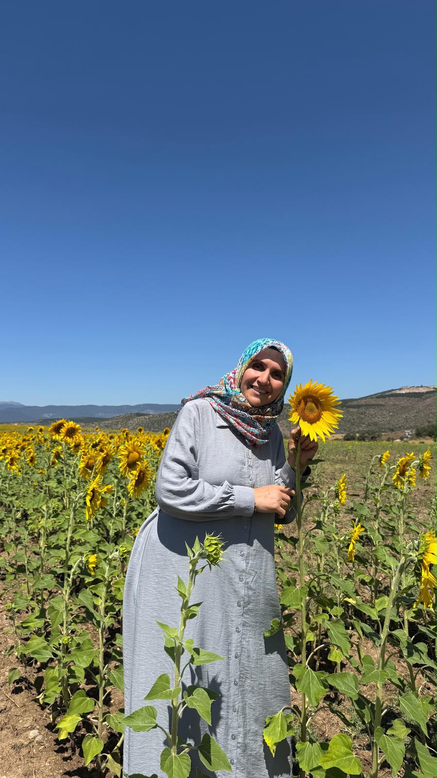 Ayçiçeği tarlasında Kader İncecik
